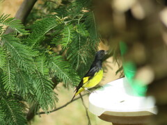 Spinus xanthogastrus