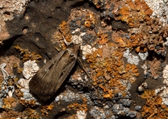 Tathorhynchus exsiccata