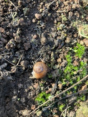 Helminthoglypta