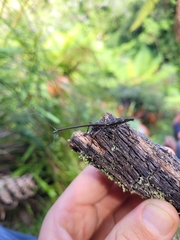 Lasiorhynchus barbicornis