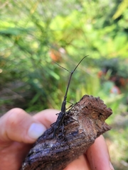 Lasiorhynchus barbicornis