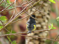 Spinus xanthogastrus