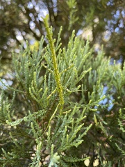 Dacrycarpus dacrydioides