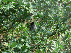Diglossa carbonaria