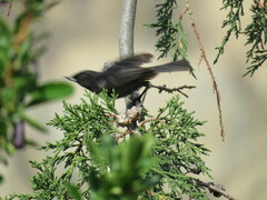 Diglossa carbonaria
