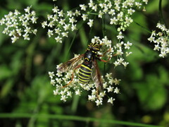 Spilomyia diophthalma