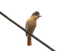 Pachyramphus validus