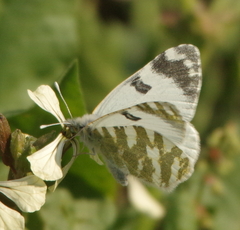 Euchloe belemia