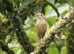 Dryobates spilogaster