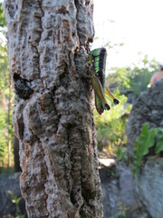 Parascopas