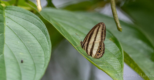 Mindanao Striped Ringlet