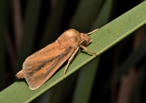 Webb's Wainscot, photo 3 of 9
