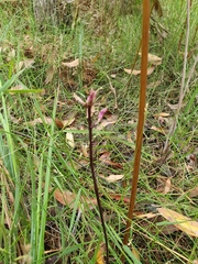 Dipodium