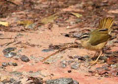 Myiothlypis rivularis