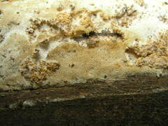 Brunneoporus minutus