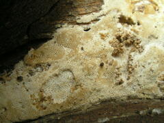 Brunneoporus minutus