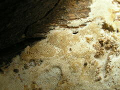 Brunneoporus minutus