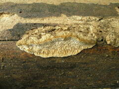 Brunneoporus minutus