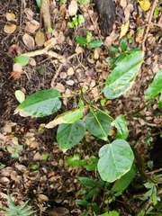 Sterculia ceramica