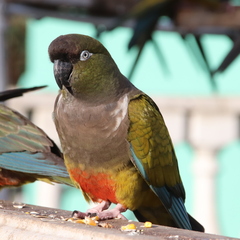 Cyanoliseus patagonus