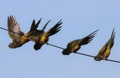 Cyanoliseus patagonus