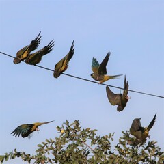 Cyanoliseus patagonus