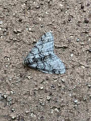 Phigalia denticulata