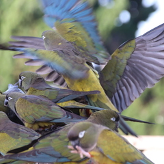 Cyanoliseus patagonus
