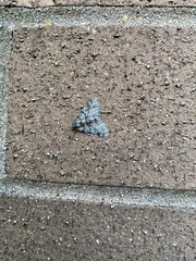 Phigalia denticulata