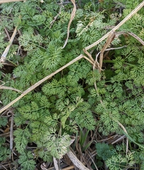 Scandix pecten-veneris