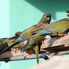 Cyanoliseus patagonus