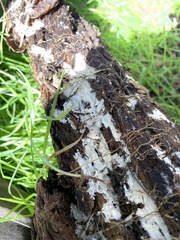 Ceratiomyxa fruticulosa