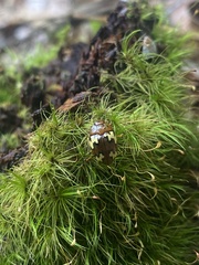 Iphiclus flavosignatus