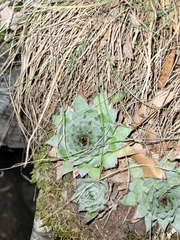 Sempervivum tectorum
