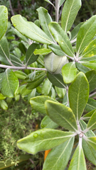 Pittosporum crassifolium