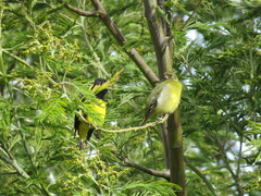 Spinus xanthogastrus