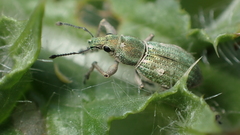 Aspidiotes westringii