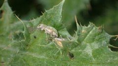 Aspidiotes westringii