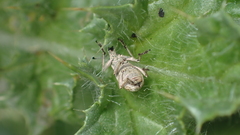 Aspidiotes westringii