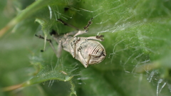 Aspidiotes westringii