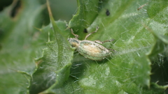 Aspidiotes westringii