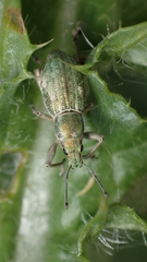 Aspidiotes westringii