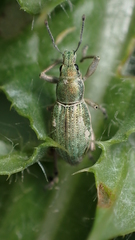 Aspidiotes westringii