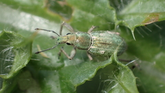 Aspidiotes westringii