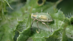 Aspidiotes westringii