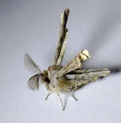 Apochima flabellaria