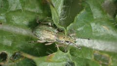 Aspidiotes westringii