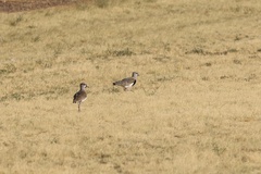 Vanellus chilensis