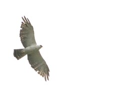 Spizaetus melanoleucus