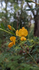 Pultenaea euchila